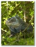 L'Iguane des Petites Antilles sont pret de 8000 à Petite Terre